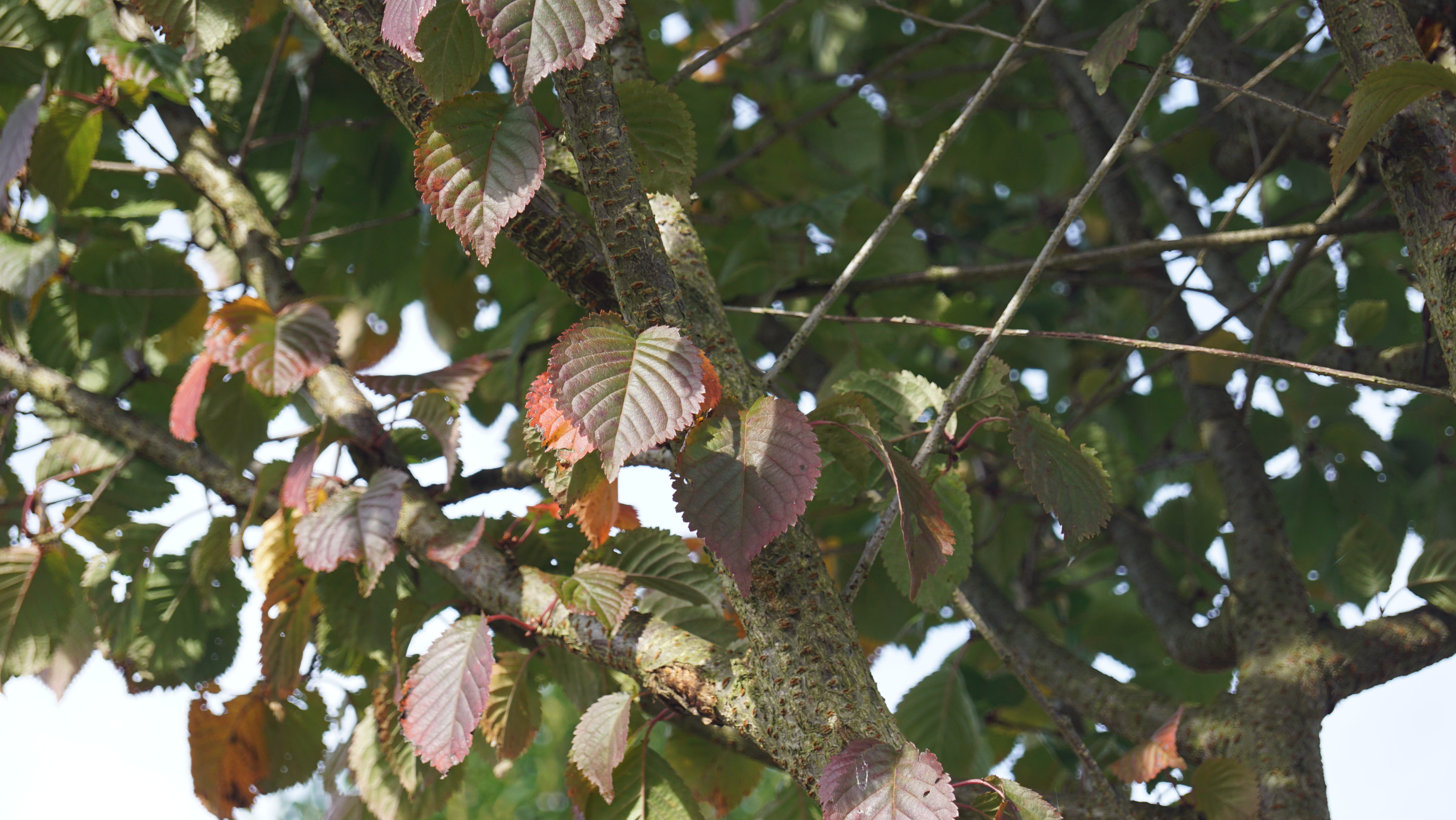 Prunus sargentii 'Rancho' (2)